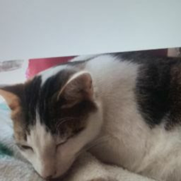 Meet your Posher, Gamer - Picture 1 of 1